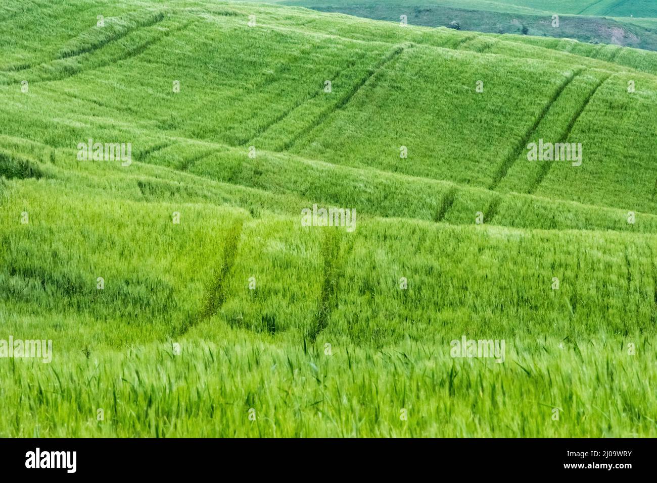 Landscape of meadow, Val d'Orcia, Siena Province, Tuscany Region, Italy Stock Photo