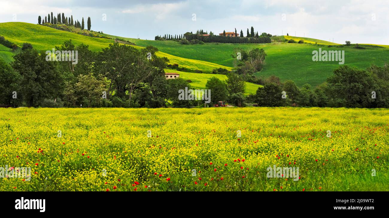 Village house on the meadow, Val d'Orcia, Siena Province, Tuscany Region, Italy Stock Photo