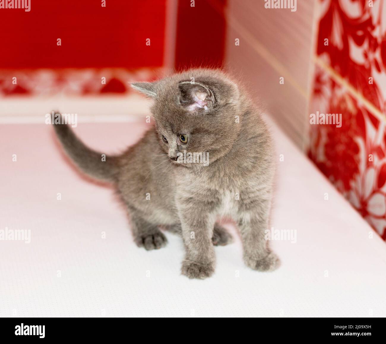 Scottish straight blue baby kitten, beautiful purebred domestic kittens, kittens in the house, a kitten in the bathroom Stock Photo