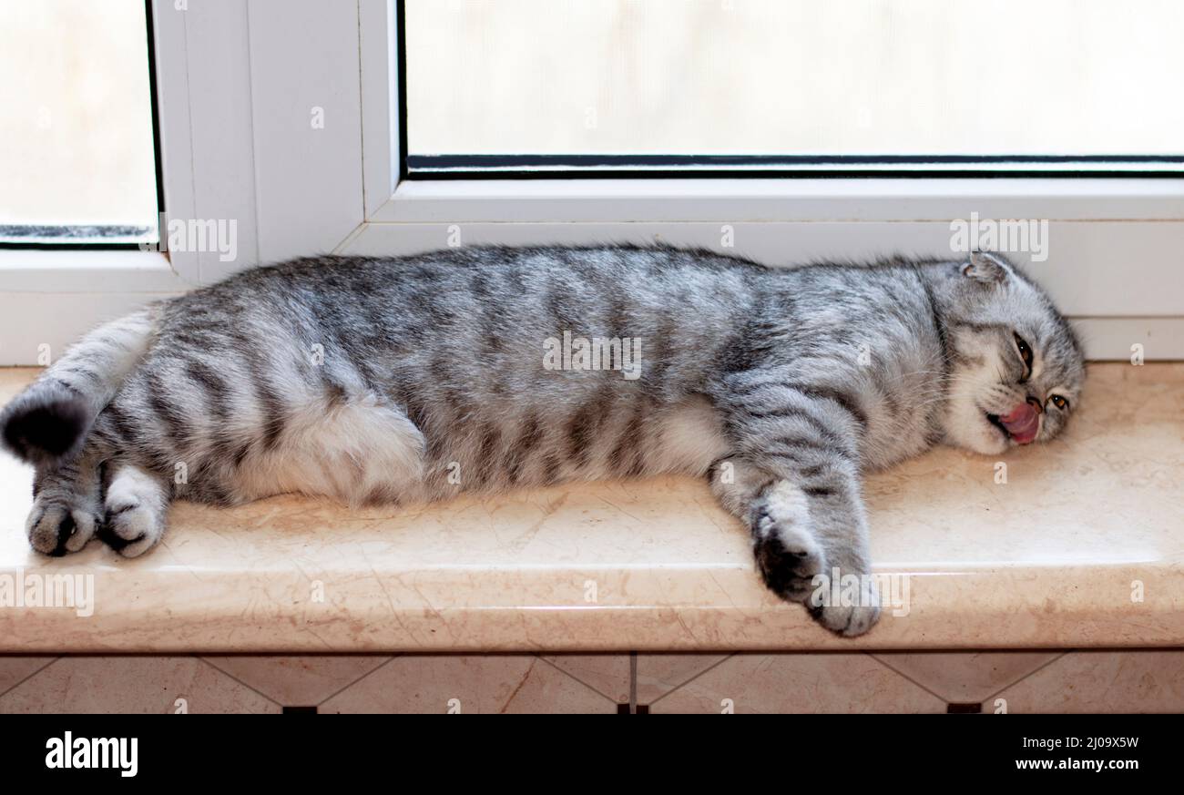 Scottish fold tabby cat lies on the windowsill and licks its lips, beautiful domestic cats are pedigreed, a cat in the house Stock Photo