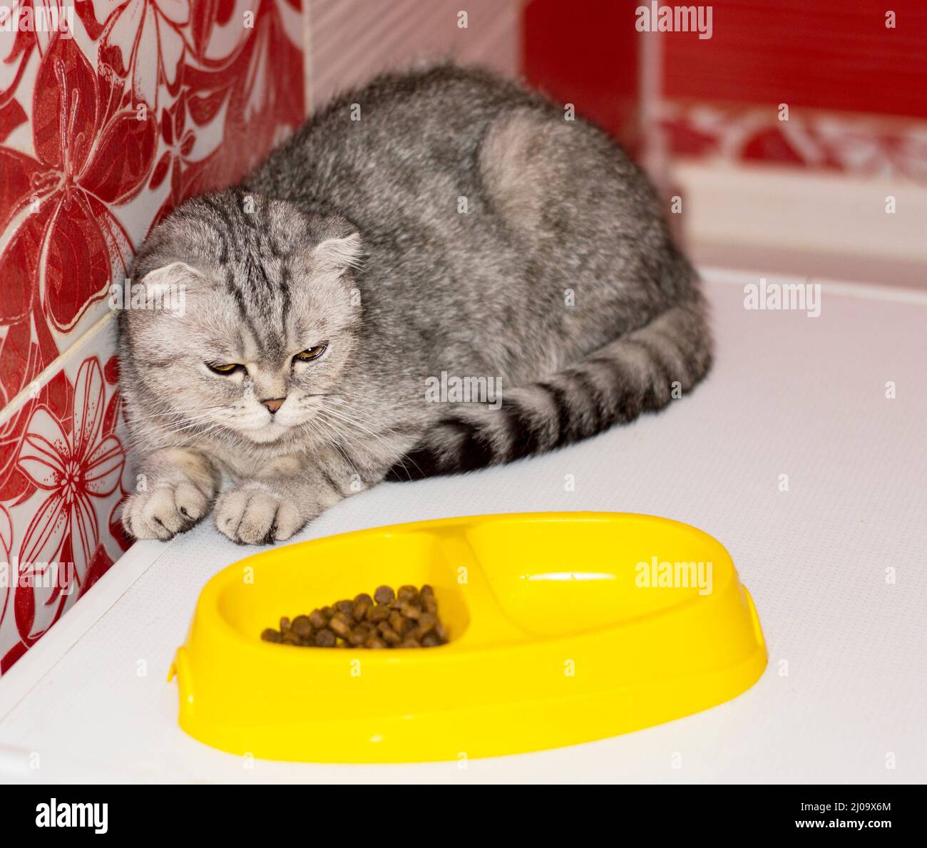 Scottish fold and british shorthair hires stock photography and images Alamy