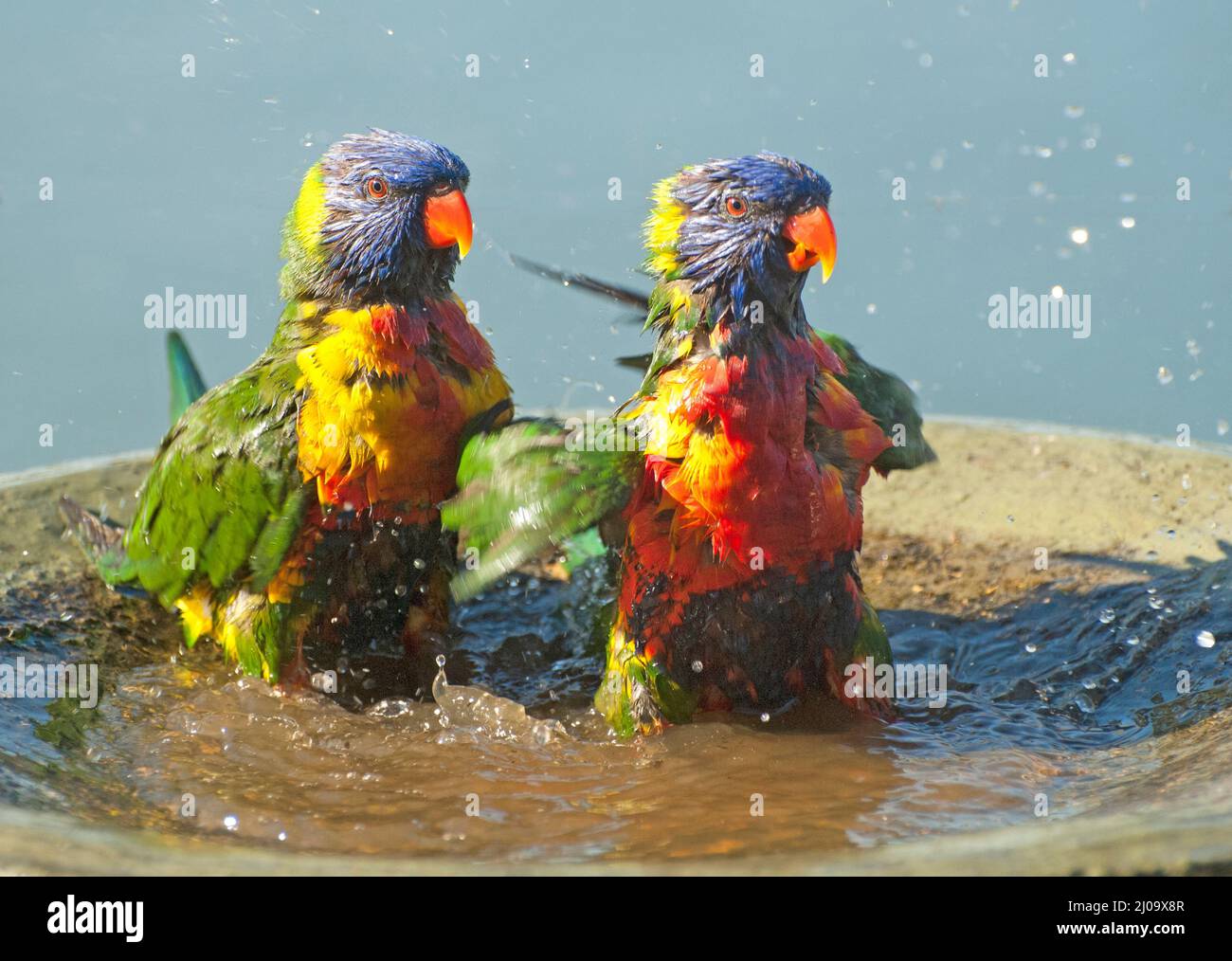 Rainbow lorikeets in a bird bath, Sydney, Australia Stock Photo Alamy