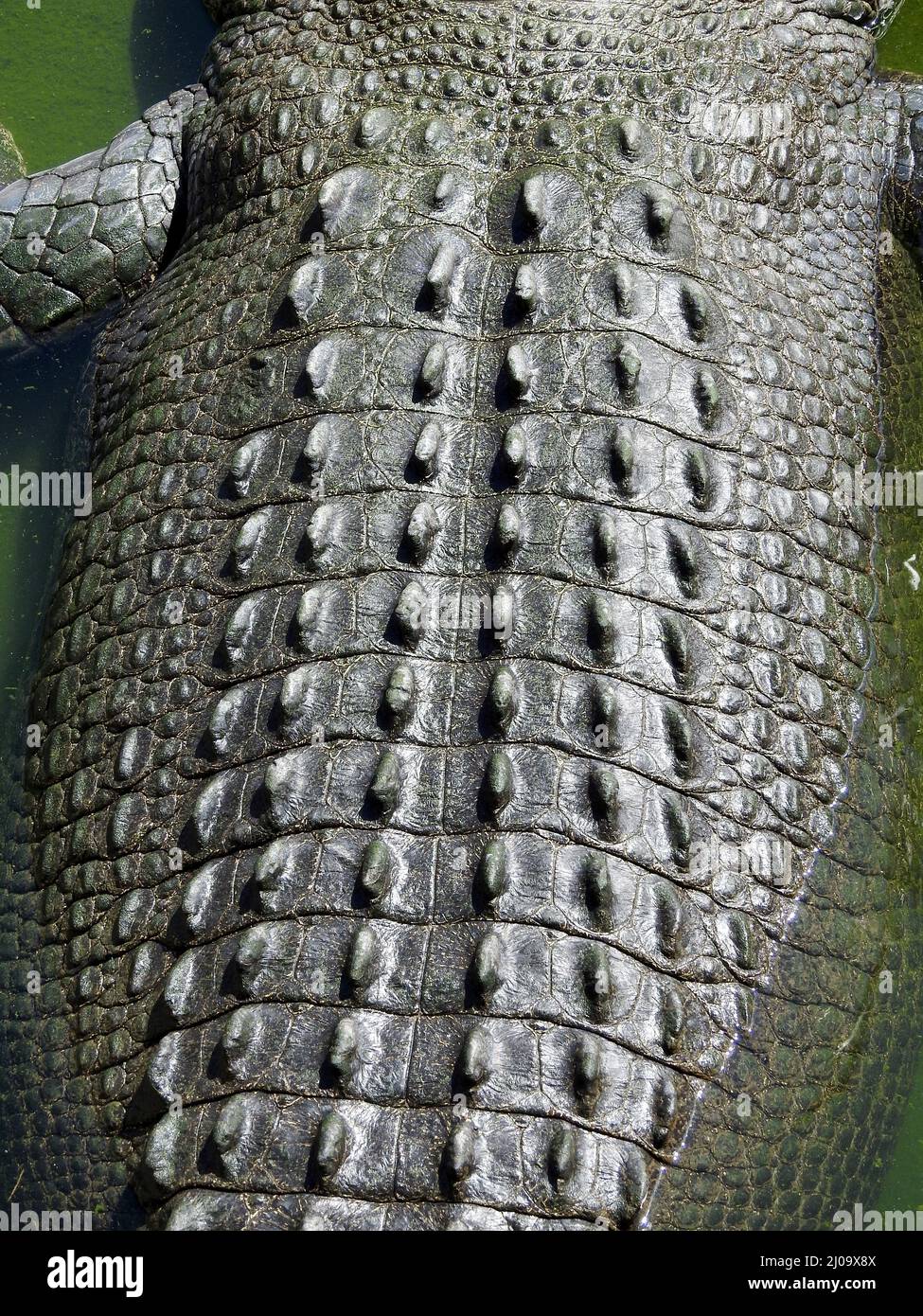 Crocodile skin hi-res stock photography and images - Alamy