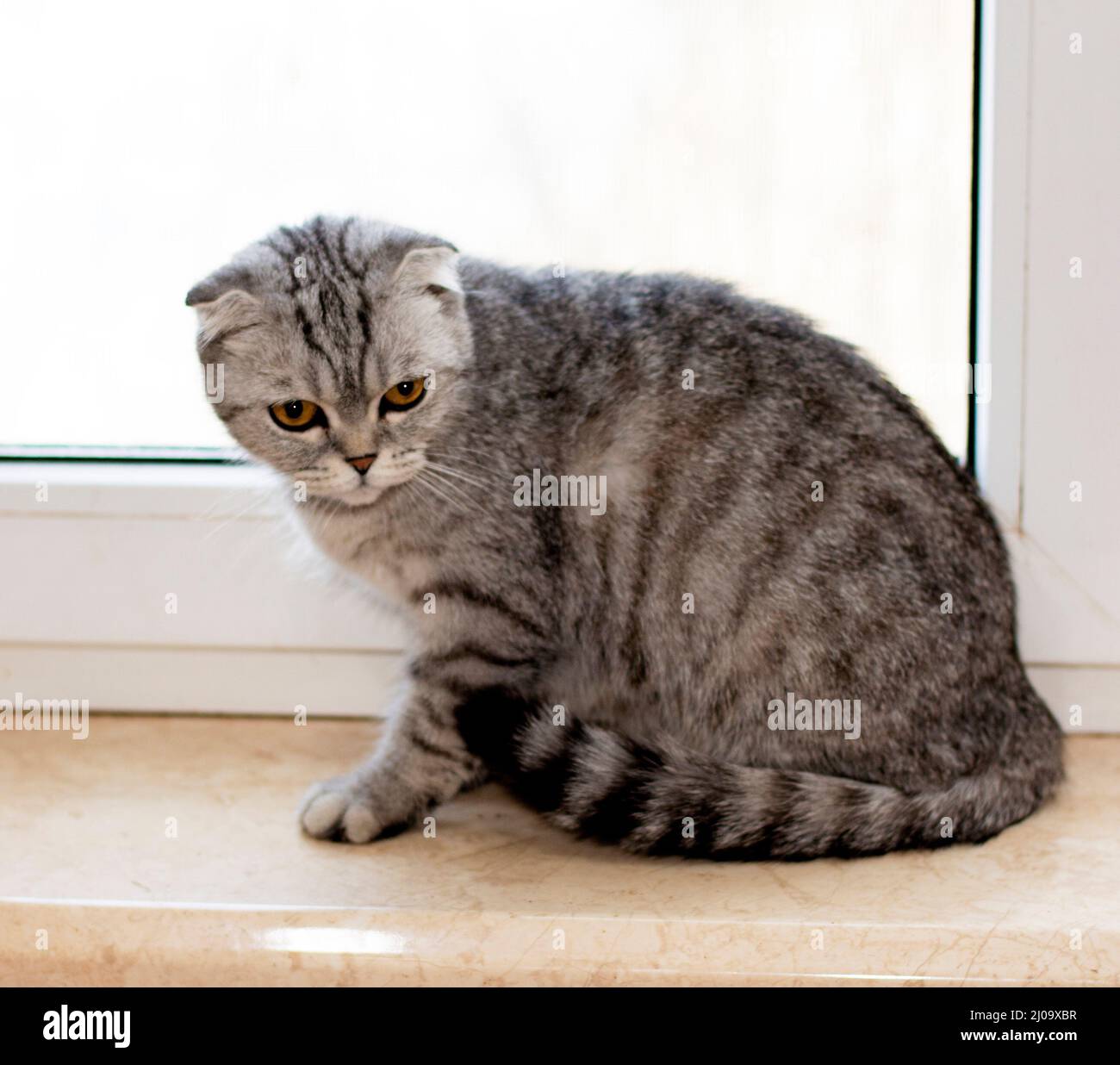 Scottish fold tabby gray cat is sitting on the windowsill, beautiful pedigreed domestic cats, a cat in the house Stock Photo