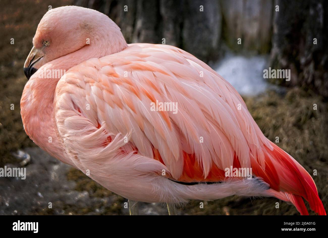 Chilean Flamingos Calgary Zoo Alberta Stock Photo