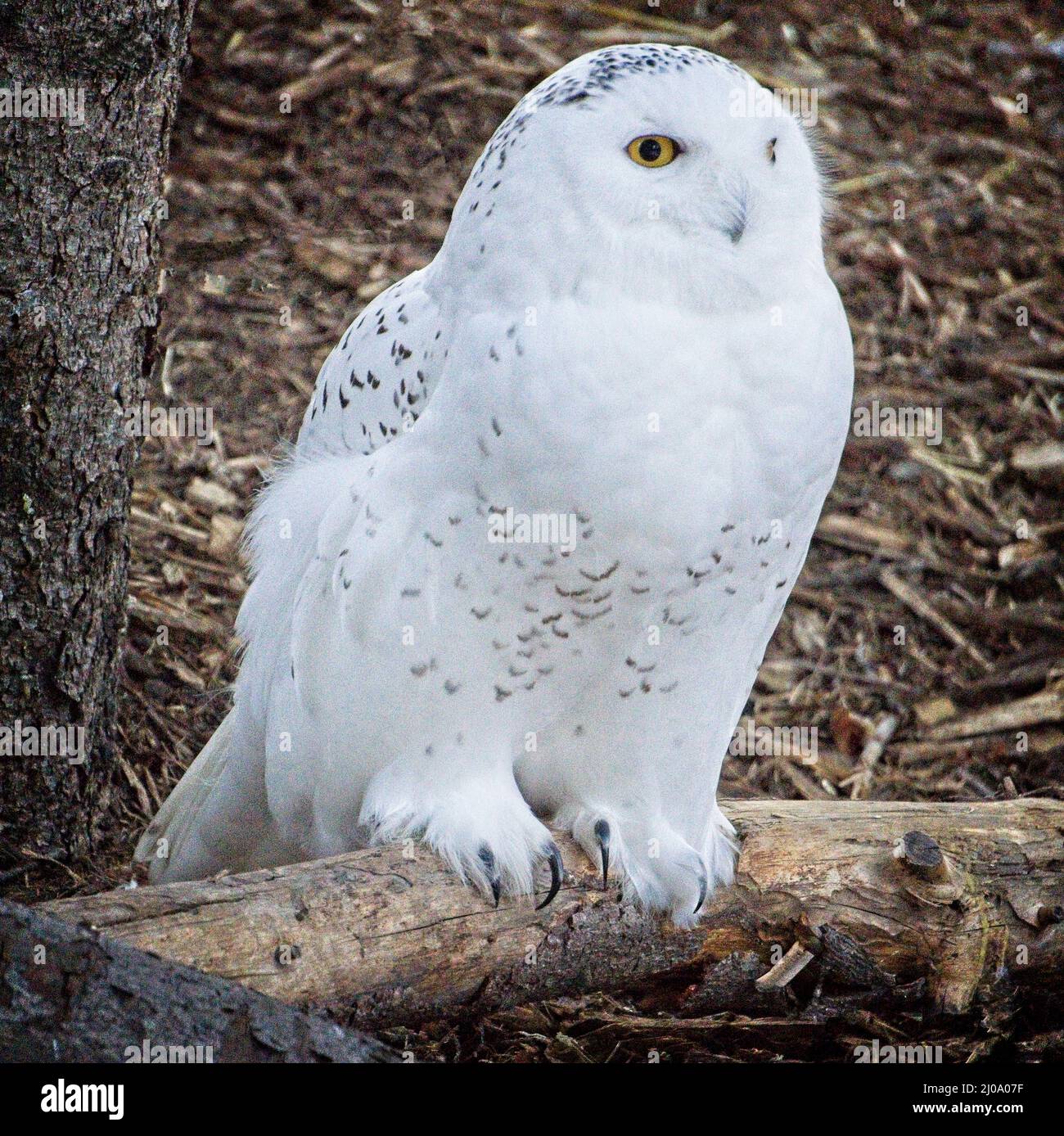 Frosty snowy owl hi-res stock photography and images - Alamy