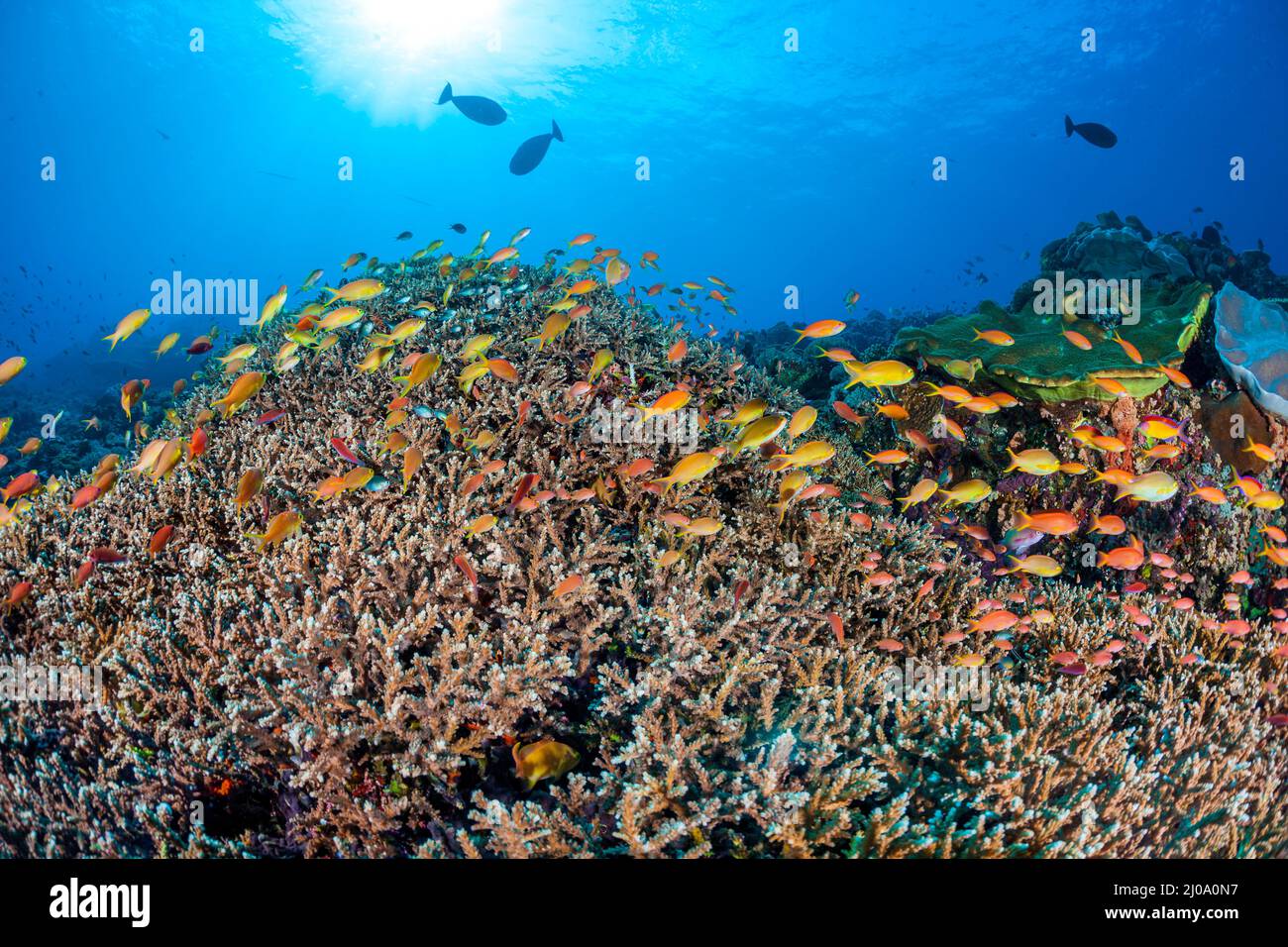 Delicate hard coral along with schooling anthias and various reef fish, dominate this underwater scene, Bali Island, Indonesia, Pacific Ocean. Stock Photo