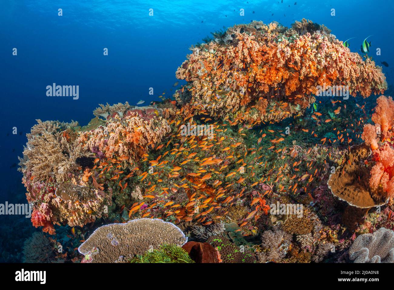 Both soft and hard coral along with schooling anthias and various reef fish, dominate this underwater scene, Crystal Bay, Nusa Penida, Bali Island, In Stock Photo