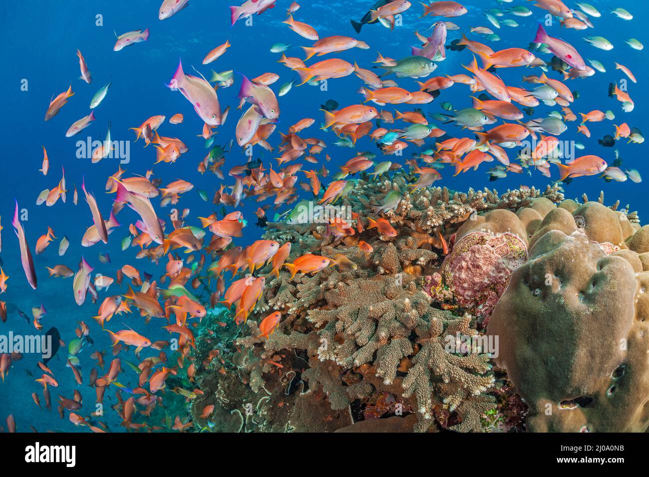 A hard coral reef along with schooling anthias and various reef fish, dominate this underwater scene, Crystal Bay, Nusa Penida, Bali Island, Indonesia Stock Photo