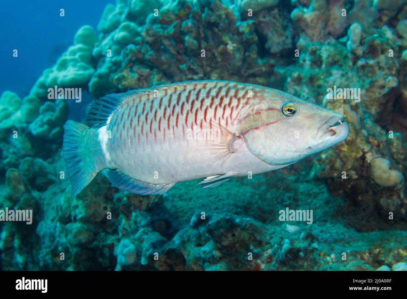 Ringtail wrasse, Oxycheilinus unifasciatus, reach 18 inches in length and feed on other fish, crabs, brittle stars and sea urchins.  Hawaii. Stock Photo