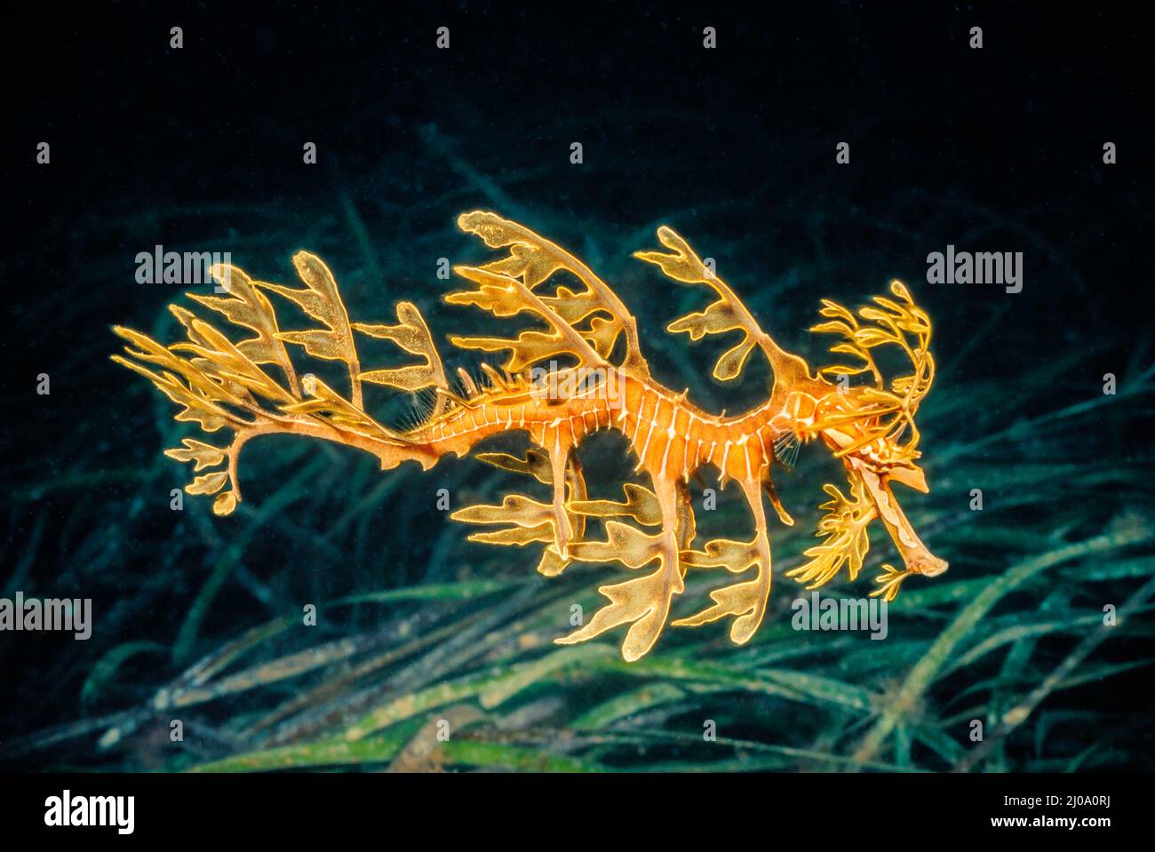 This leafy sea dragon, Phycodurus eques, is a camouflage expert up against plant life, Spencer Gulf in South Australia. Stock Photo