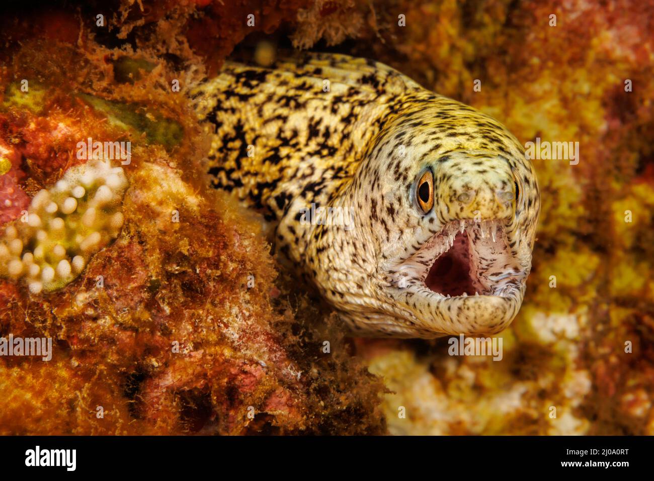 A look at the very capable teeth in the jaw of a stout moray, Gymnothorax eurostus,  Hawaii. Stock Photo