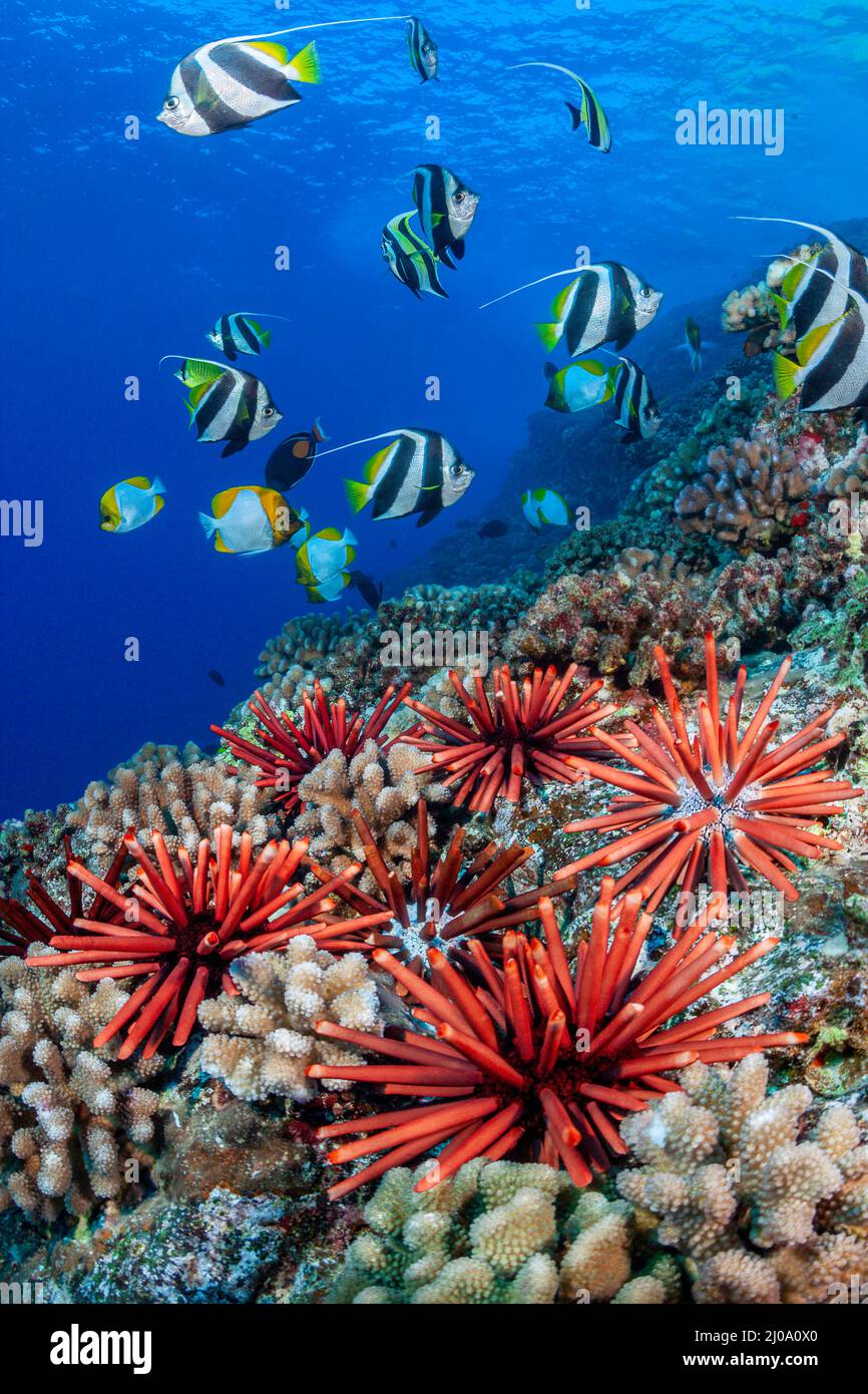 Slate pencil sea urchins, Heterocentrotus mammillatus, color the foreground of this Hawaiian reef scene with bannerfish and pyramid butterflyfish, Haw Stock Photo