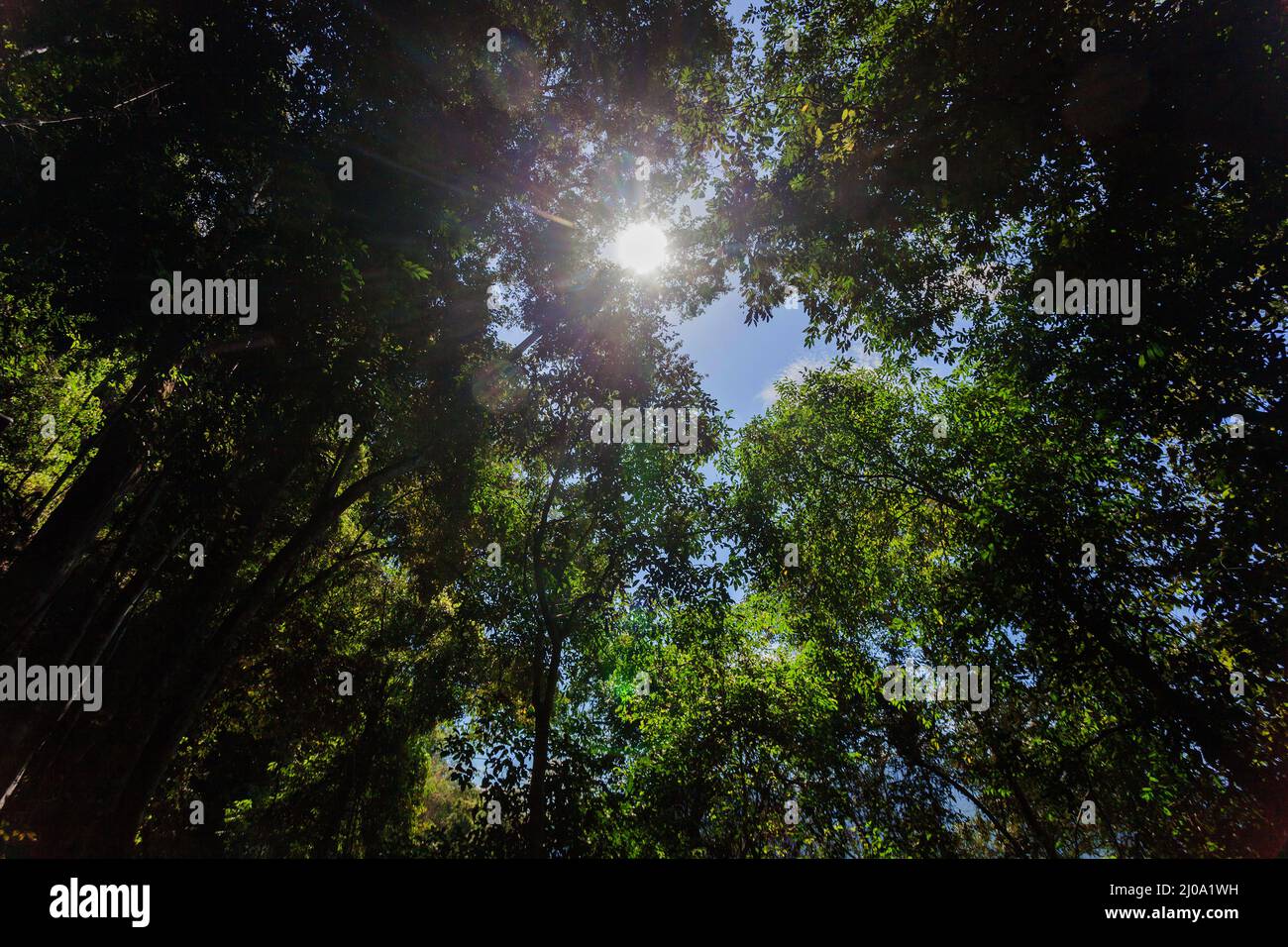 Sun shining through a tree Stock Photo