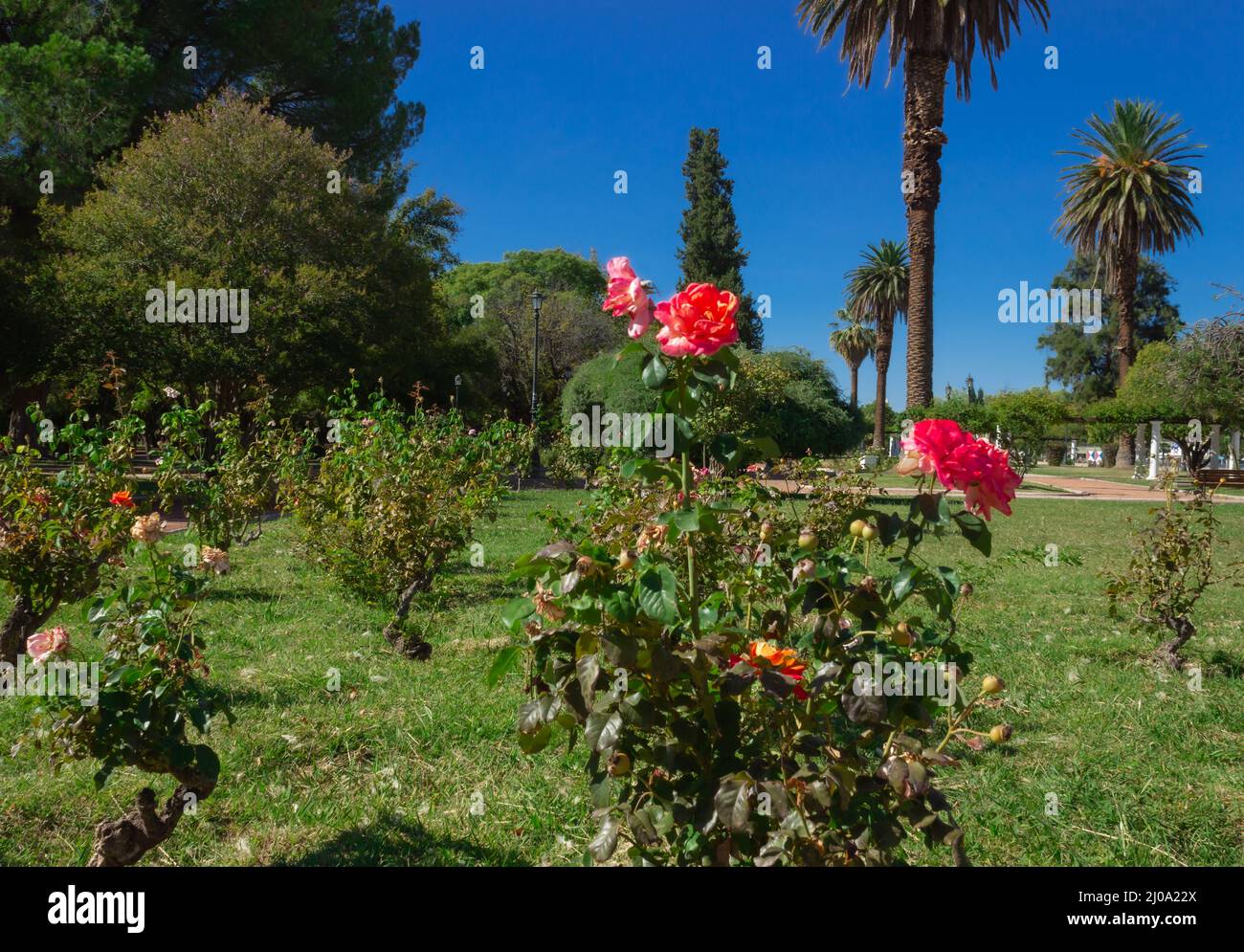 Red roses in the city garden. Stock Photo