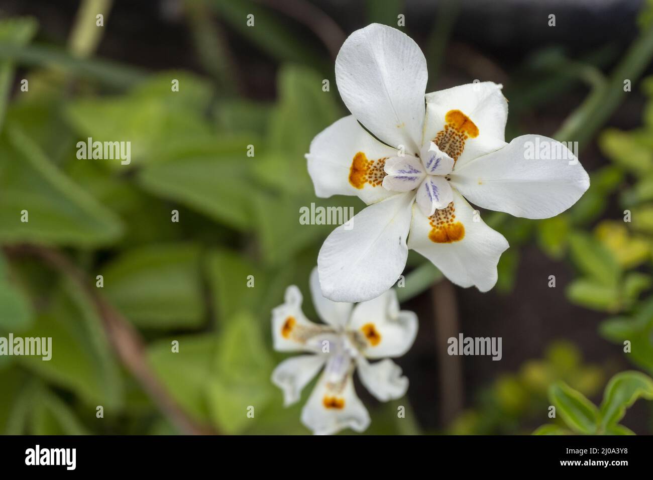 beautiful white iris flowers Stock Photo