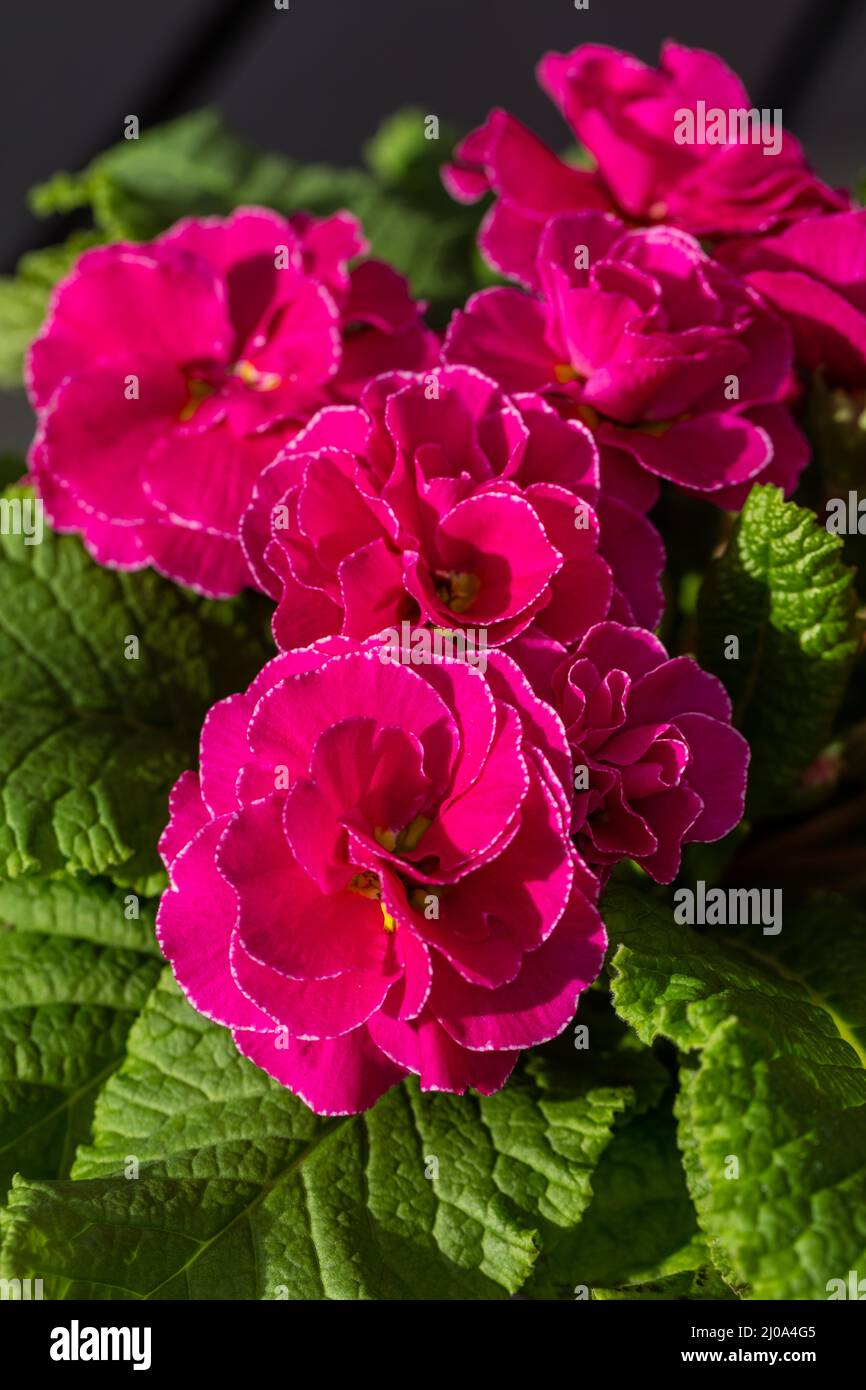 Primrose, Jordviva (Primula vulgaris) Stock Photo