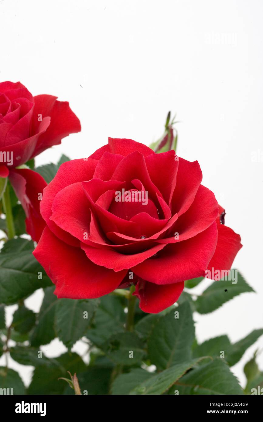 Miniature Rose, Mini Rose (Rosa chinensis hybrid Stock Photo - Alamy