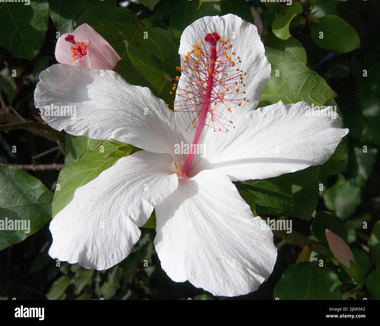 White hibiscus (hibiscus rosa-sinensis) in flower, Melbourne, Australia, summer 2022 Stock Photo