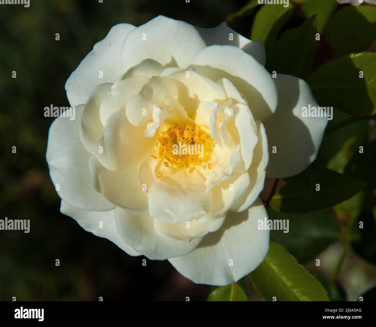 White hybrid tea rose in flower, Melbourne, Australia, late summer 2020 Stock Photo