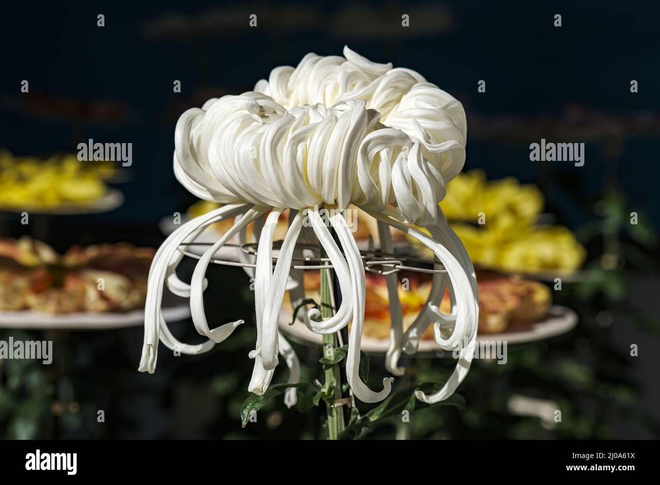 White chrysanthemum Stock Photo