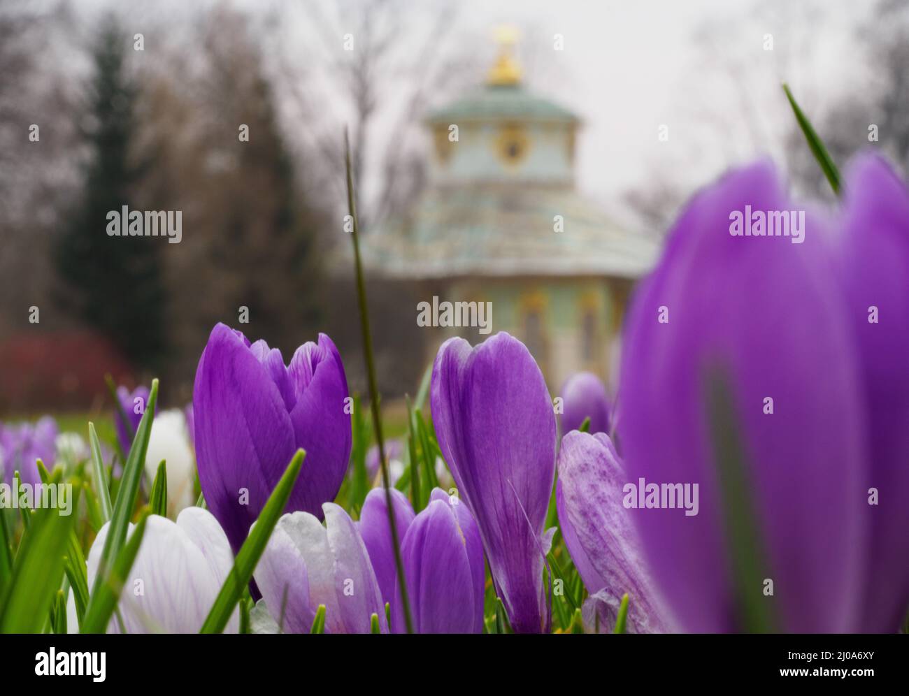 Potsdam, Germany. 17th Mar, 2022. Crocuses bloom on a meadow in ...