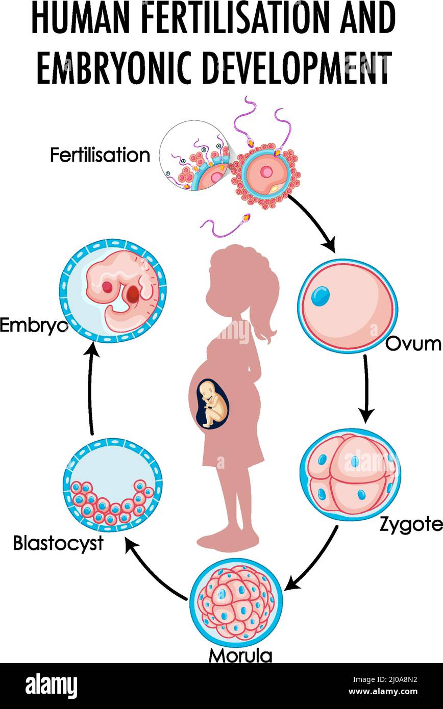 Diagram Showing Human Fertilization And Embryonic Development Illustration Stock Vector Image