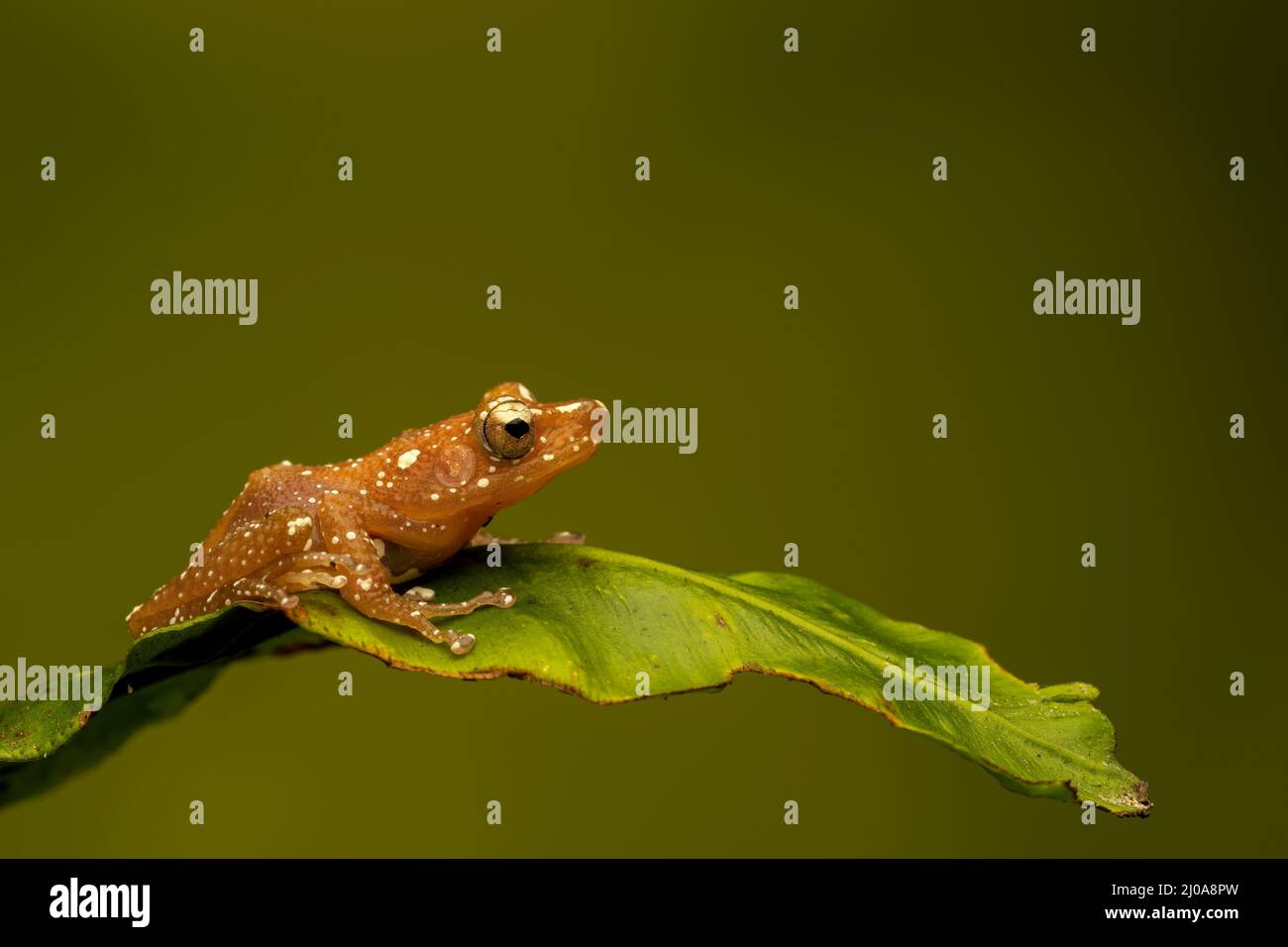 A Cinnamon Tree Frog, (Nyctixalus pictus), at rest on a green leaf