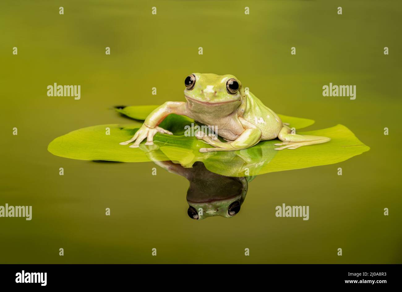 A Whites Tree frog, (Ranoidea caerulea), on a Lily Pad in a pond (with reflection) Stock Photo