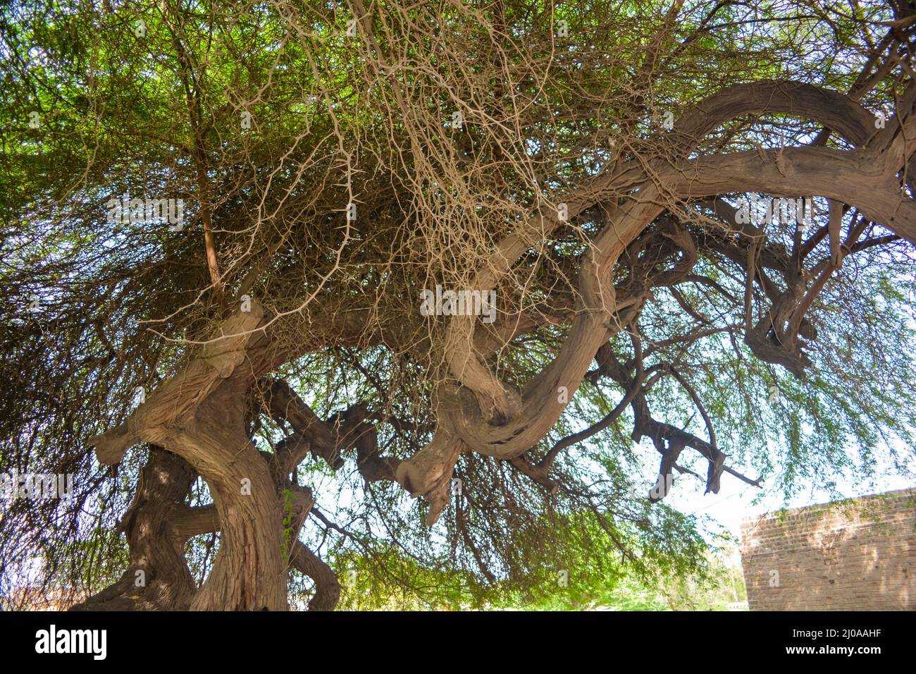 Branches of an old Acacia tree trunk and branches Stock Photo