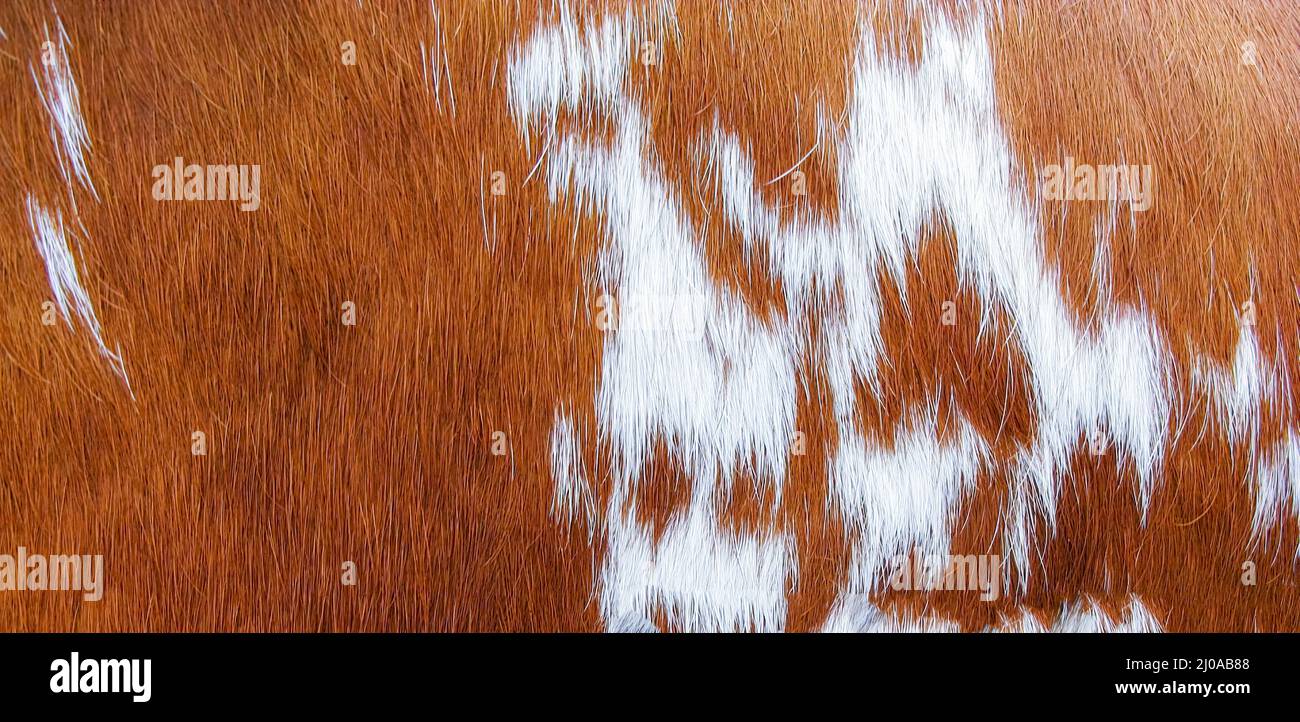 Brown and white fur texture background Stock Photo