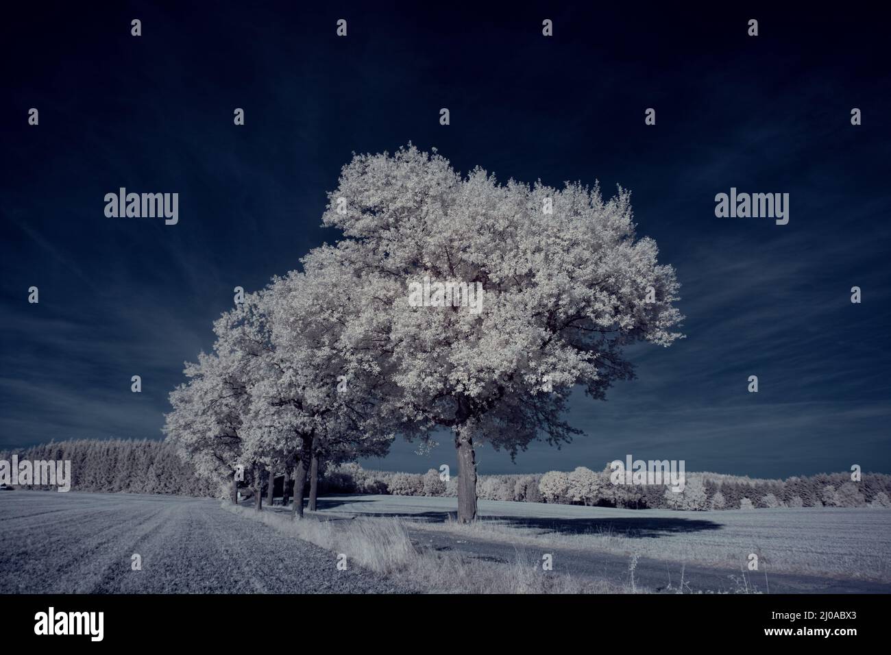 Chilling view of snow-covered trees in the countryside during winter ...