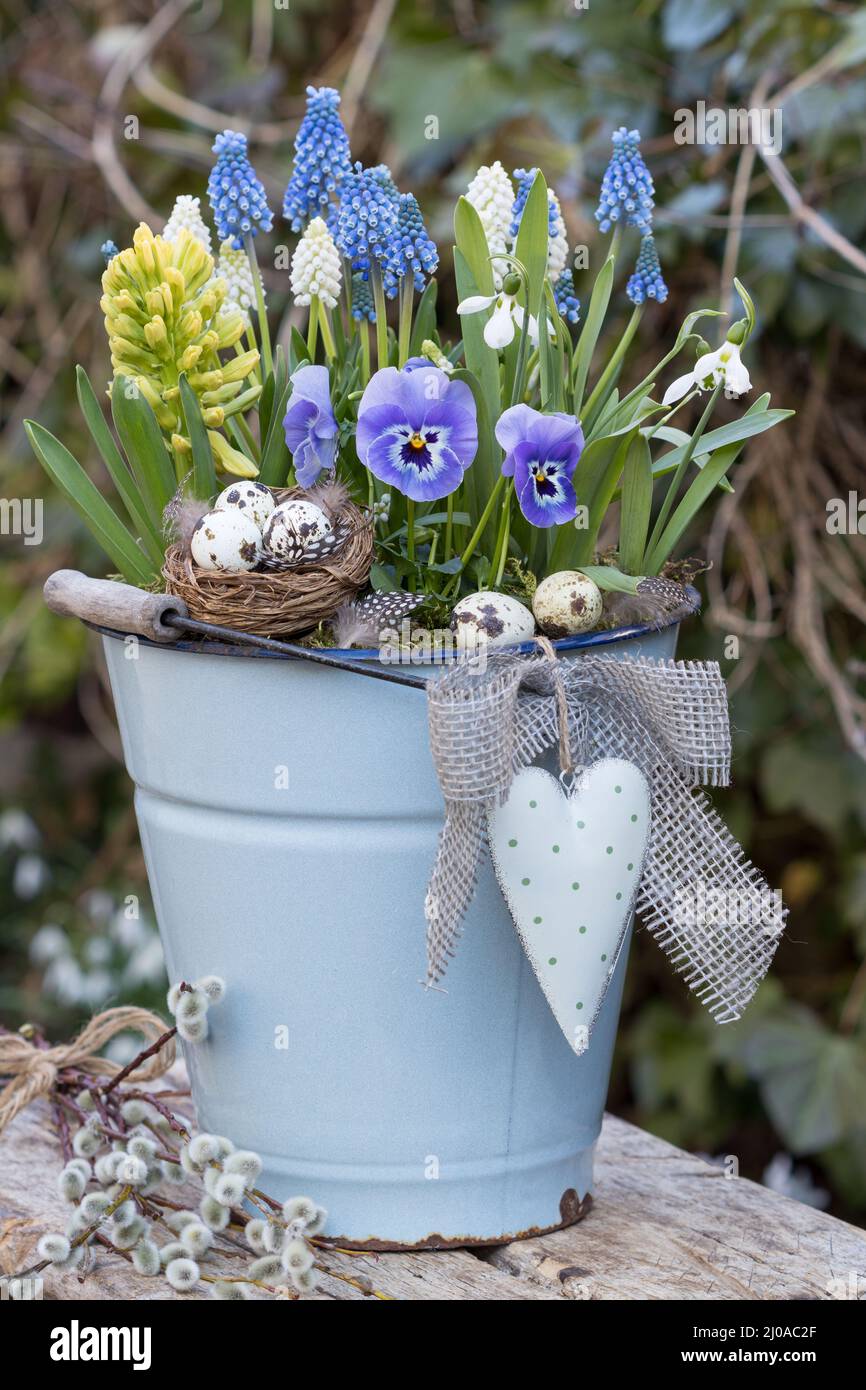 viola flower, grape hyacinths, hyacinth and snowdrops in vintage bucket in garden Stock Photo