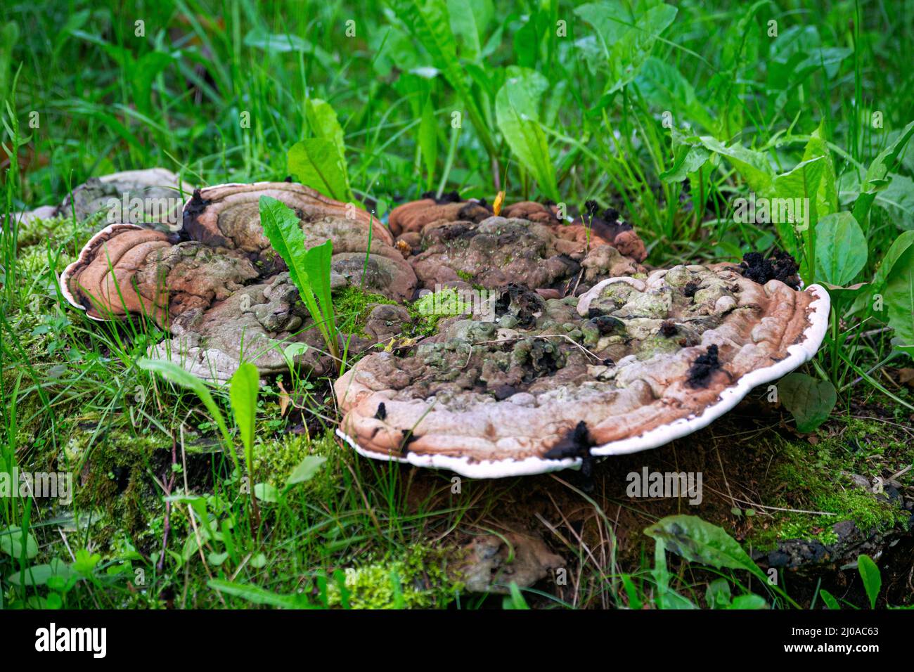 Mushroom Tinder fungus, in place of an old stump. Stock Photo