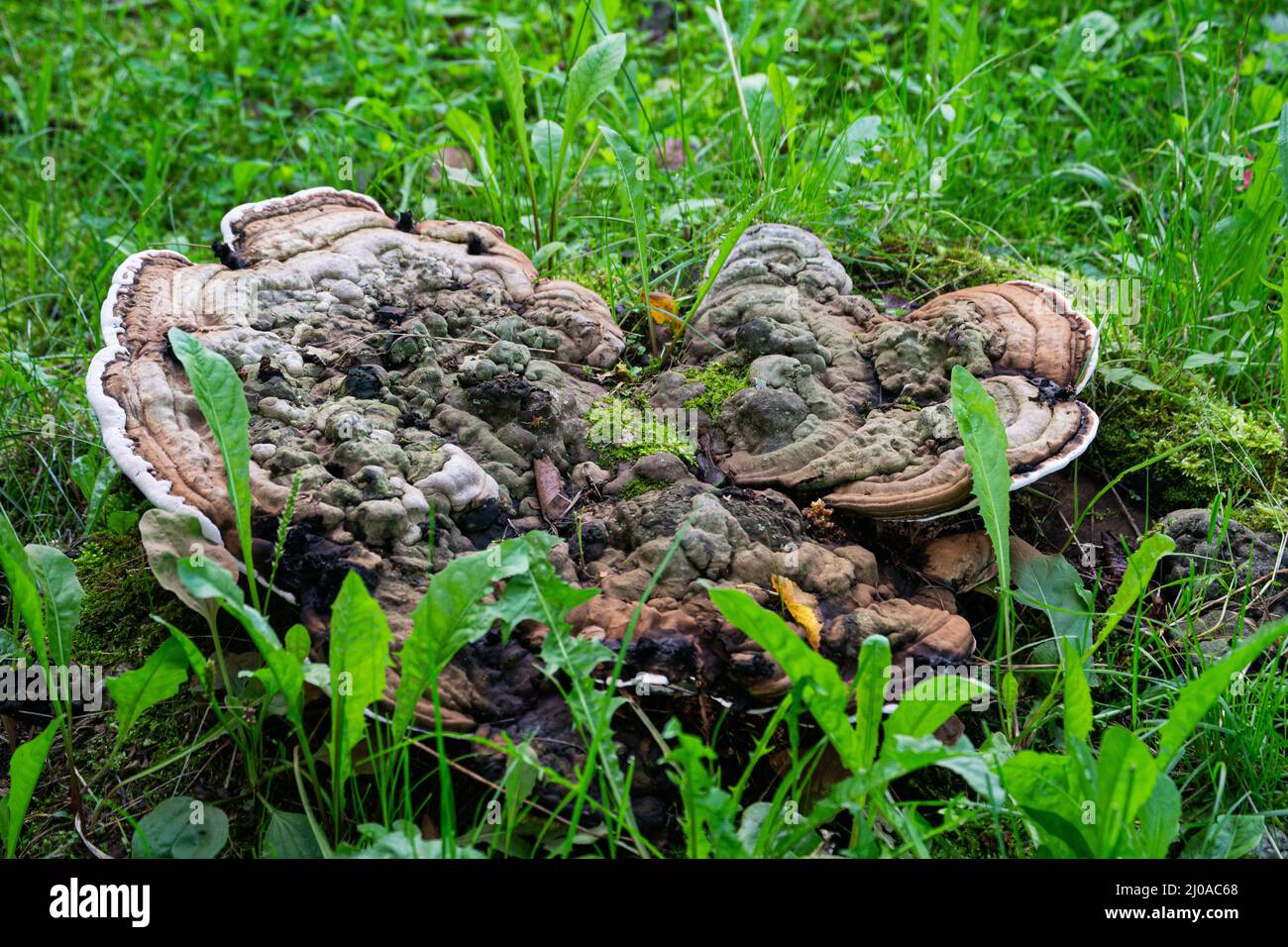 Mushroom Tinder fungus, in place of an old stump. Stock Photo