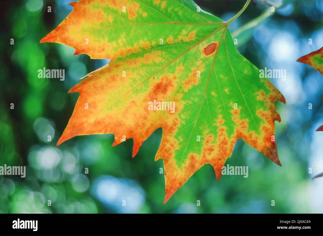 Maple leaf during autumn hi-res stock photography and images - Alamy