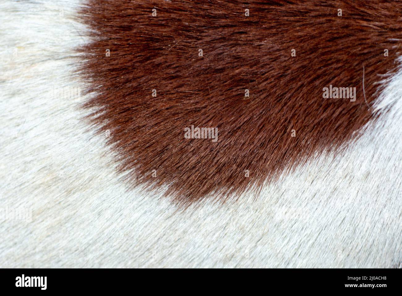 Texture of a fur Stock Photo Alamy