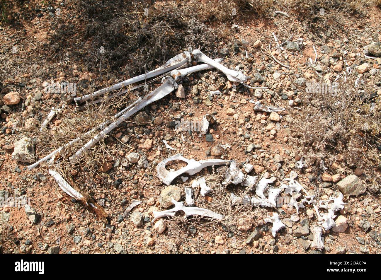 Kangaroo bone hi-res stock photography and images - Alamy