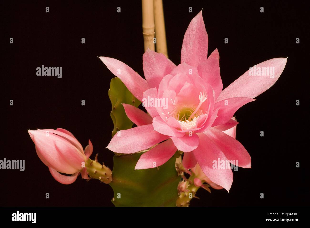 Epiphyllum Stock Photo