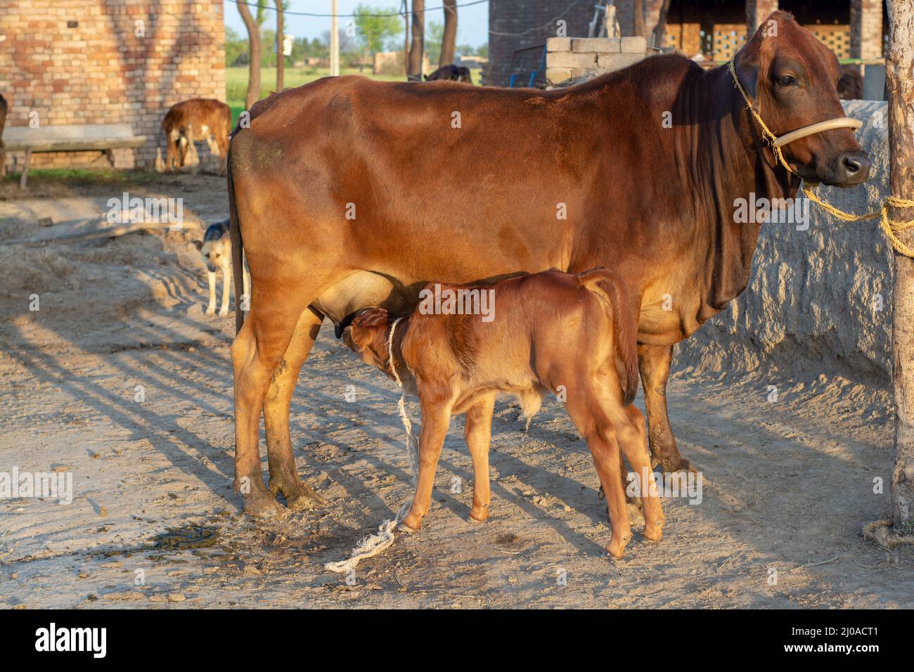 How Long To Feed Out A Cow at Winifred Barnes blog
