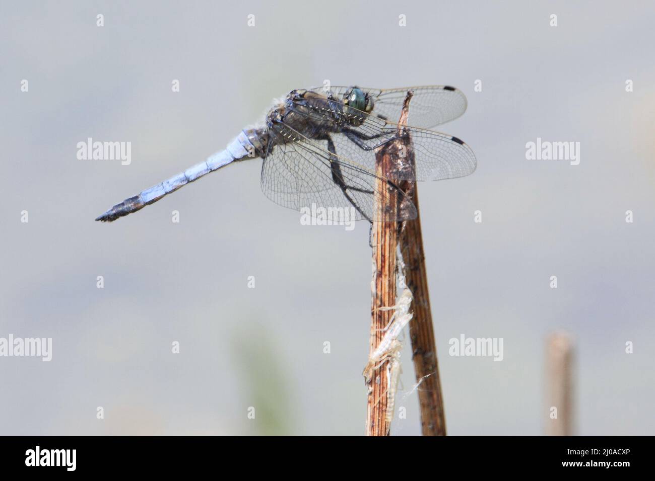 Broad-bodied chaser, skimmer Stock Photo