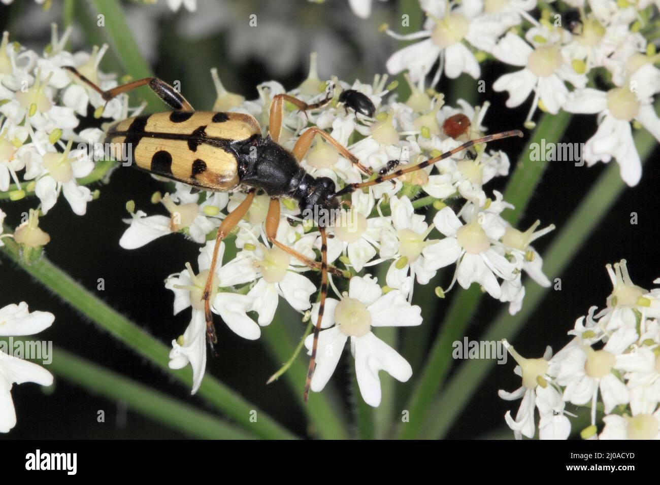 Spotted Narrow Bock, Strangalia maculata Stock Photo