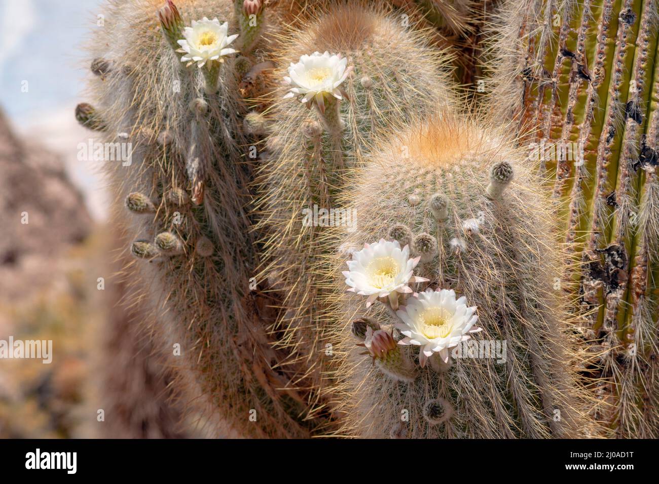 big blossom cacti plants from famous Incahuasi Island at Uyuni salt flats in Bolivia Stock Photo