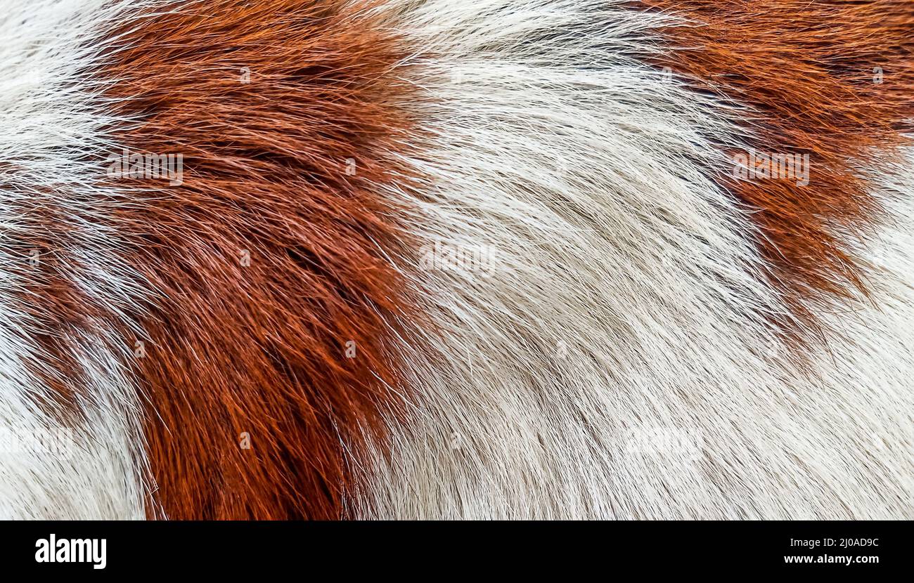 Goat hair texture hi-res stock photography and images - Alamy