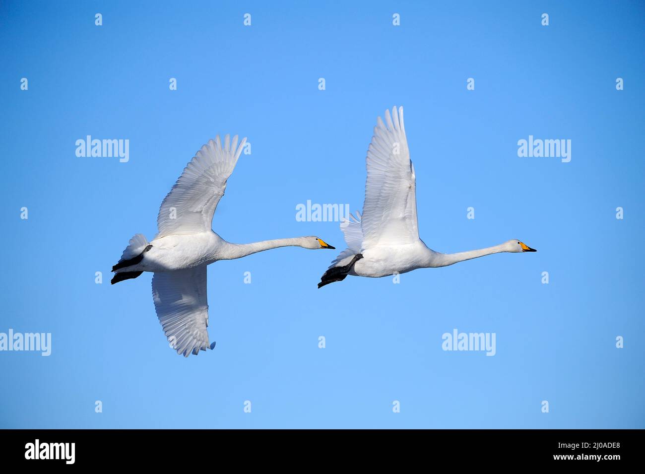 Two flying whooper swans Stock Photo