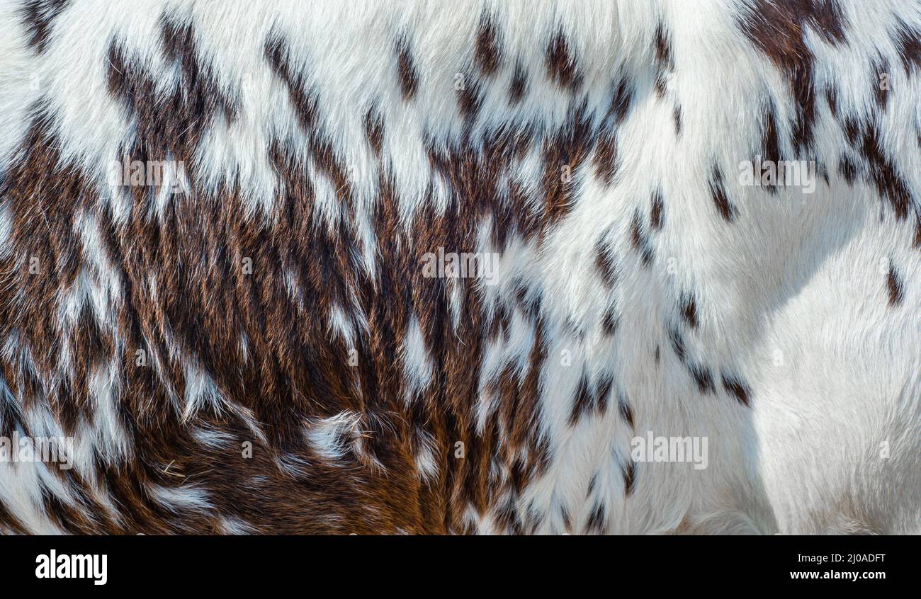 Hairy texture  of a cowhide Stock Photo