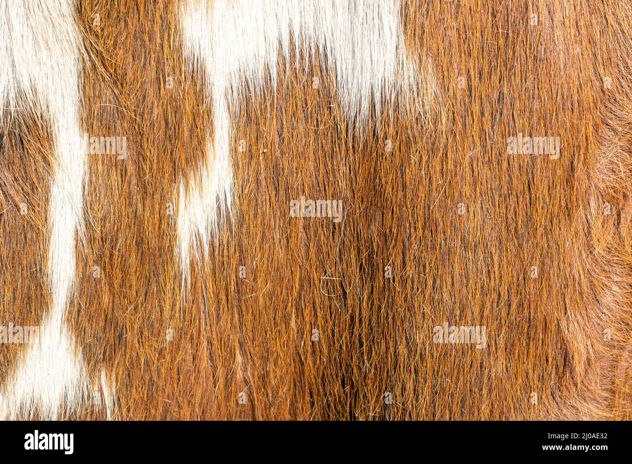 Brown and white cowhide texture Stock Photo