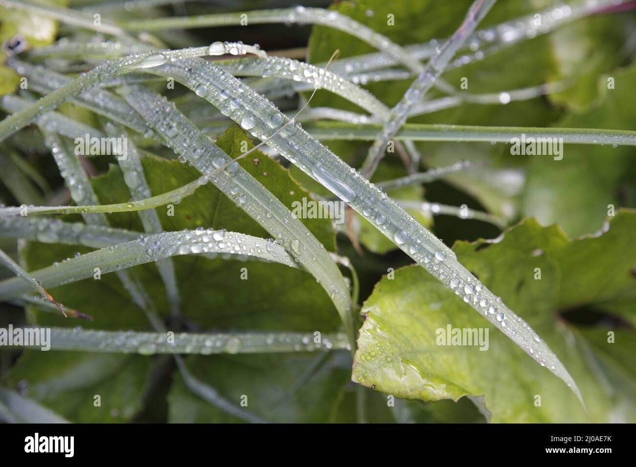Wet grass Stock Photo