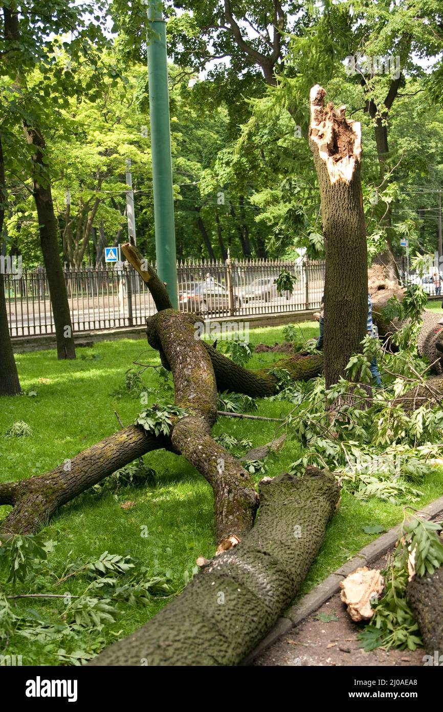 Hurricane - a fallen tree in the center of the cit Stock Photo - Alamy
