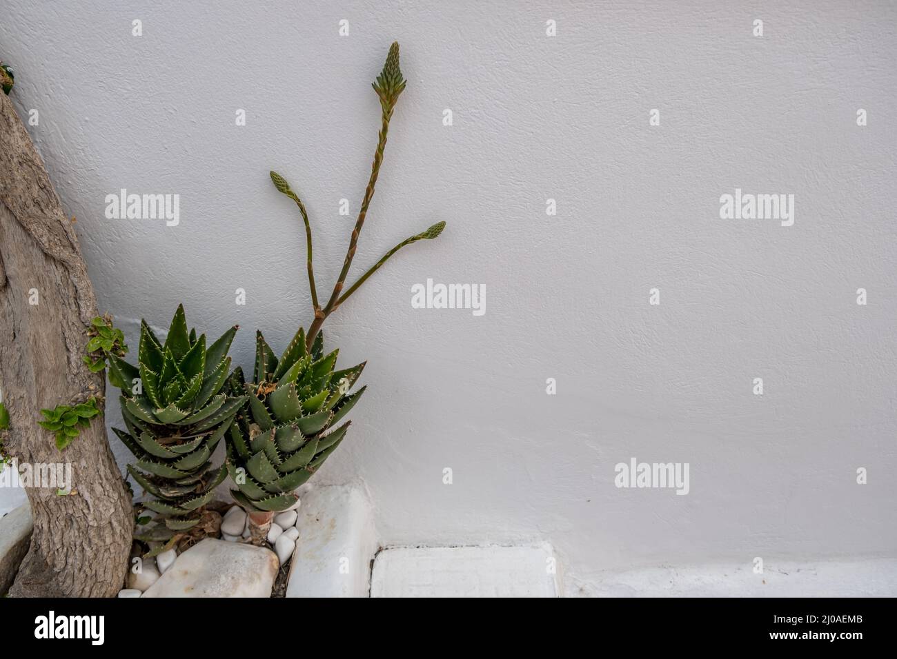 Cactus green blooming succulent plant with thorns on whitewashed wall background, copy space. Stock Photo